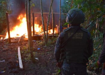 Erradican 500 mil arbustos de coca en Alta Verapaz