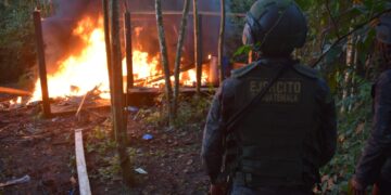 Erradican 500 mil arbustos de coca en Alta Verapaz