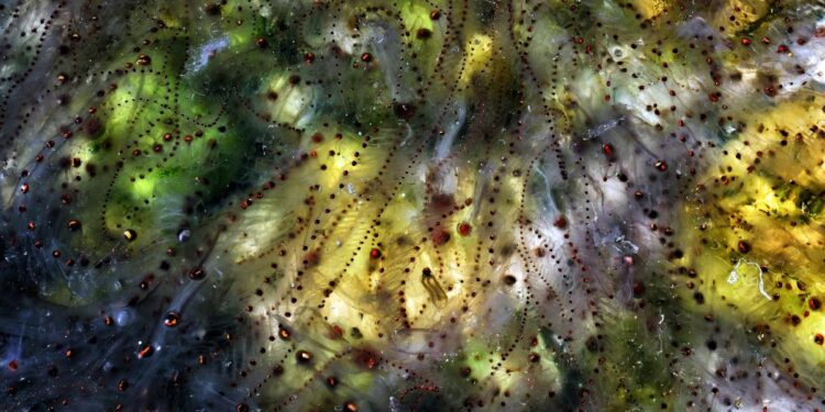 Descubren que el plancton emite dos gases que forman nubes e inciden en clima