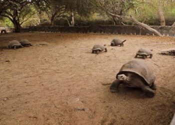ADN antiguo revela migración de tortugas gigantes y una especie extinta