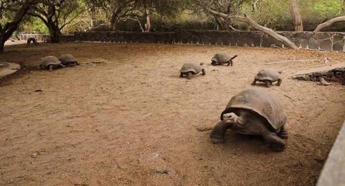 ADN antiguo revela migración de tortugas gigantes y una especie extinta