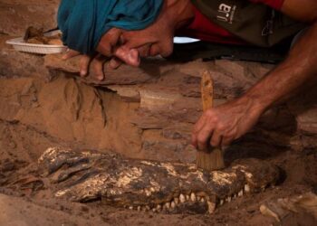 Hallan 10 momias de cocodrilos en tumba egipcia
