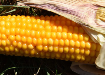 Autorizan contingente arancelario de 800 mil toneladas de maíz amarillo