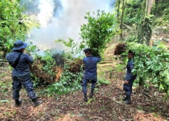 Suman 120 mil arbustos de coca erradicados en San Luis, Petén