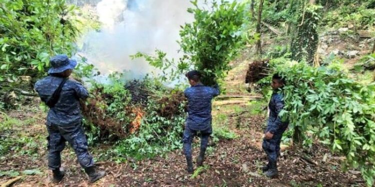 Suman 120 mil arbustos de coca erradicados en San Luis, Petén