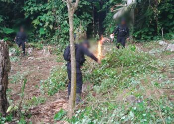 Erradican arbustos de coca valorados en 1.6 millones de quetzales