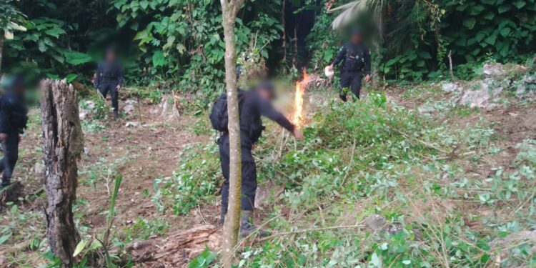 Erradican arbustos de coca valorados en 1.6 millones de quetzales