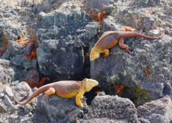 Cifran en 46 mil la población de iguanas amarillas en isla de las Galápagos