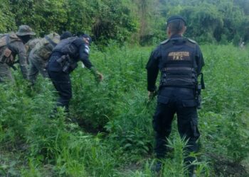 Suman 48 mil matas de marihuana erradicadas en Sayaxché