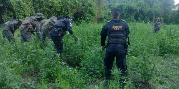 Suman 48 mil matas de marihuana erradicadas en Sayaxché