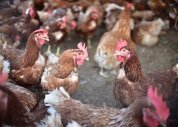 Autoridades recomiendan evitar la caza de aves silvestres para evitar casos de influenza aviar. /Foto: MAGA