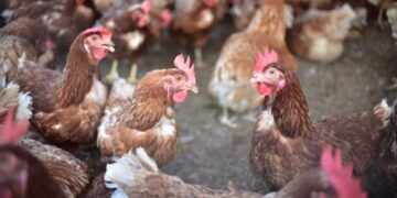 Autoridades recomiendan evitar la caza de aves silvestres para evitar casos de influenza aviar. /Foto: MAGA