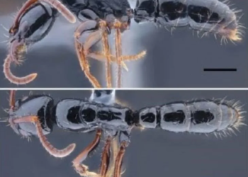 Describen dos nuevas especies de insectos en Ecuador