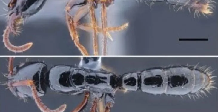 Describen dos nuevas especies de insectos en Ecuador