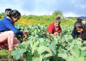 MAGA promueve el involucramiento de jóvenes en la producción agrícola