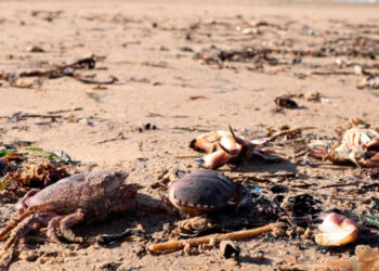 Inglaterra investiga la muerte de miles de cangrejos y langostas