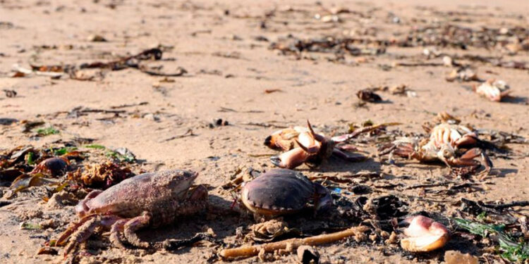 Inglaterra investiga la muerte de miles de cangrejos y langostas