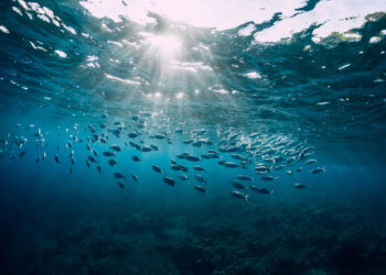 Calentamiento del mar reducirá el tamaño de los peces, según un estudio