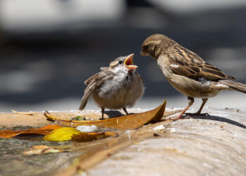 Un gorrión entre las cinco especies recuperadas en isla de Estados Unidos