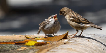 Un gorrión entre las cinco especies recuperadas en isla de Estados Unidos