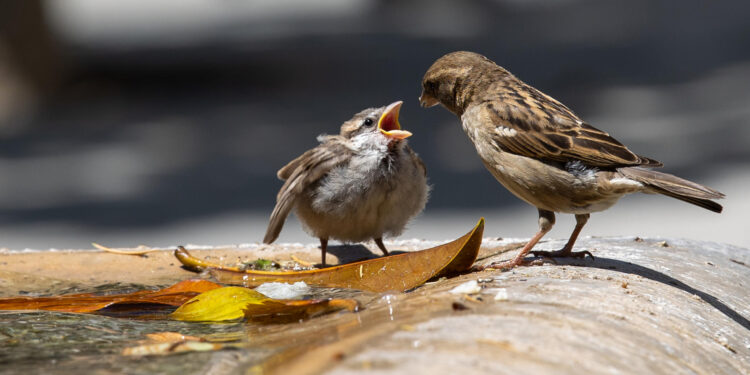 Un gorrión entre las cinco especies recuperadas en isla de Estados Unidos
