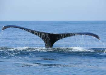 Ballenas jorobadas visitan las playas del océano Pacífico del país