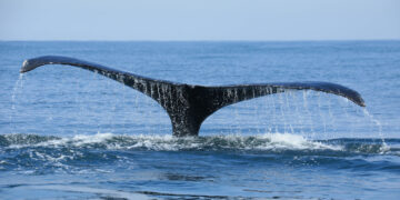 Ballenas jorobadas visitan las playas del océano Pacífico del país