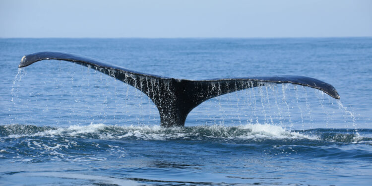 Ballenas jorobadas visitan las playas del océano Pacífico del país