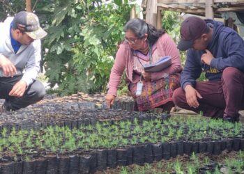 Inab ejecuta acciones para el desarrollo y legalidad forestal en Chimaltenango