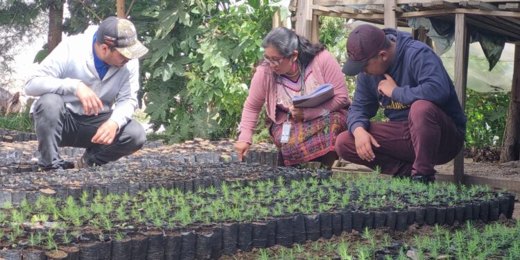 Inab ejecuta acciones para el desarrollo y legalidad forestal en Chimaltenango