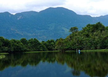 Bocas del Polochic, hogar de manatíes en el Atlántico