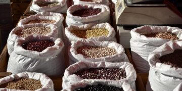 Resaltan importancia de las legumbres