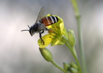 Más de un tercio de especies y ecosistemas en Estados Unidos en riesgo de desaparecer