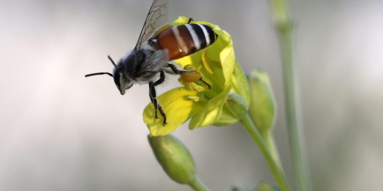 Más de un tercio de especies y ecosistemas en Estados Unidos en riesgo de desaparecer