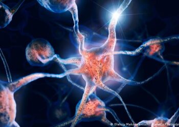 Descubren mecanismo que usan las neuronas del cerebro para repararse