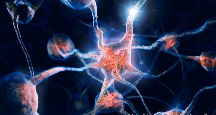 Descubren mecanismo que usan las neuronas del cerebro para repararse