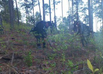 Más de 226 mil arbustos de coca erradicados en Chiquimula
