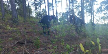 Más de 226 mil arbustos de coca erradicados en Chiquimula