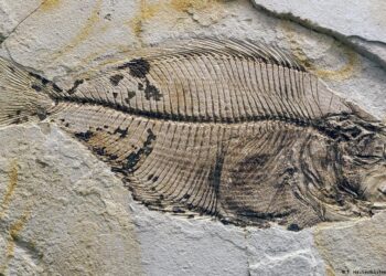 Pez fosilizado de 319 millones de años revela un cerebro bien conservado