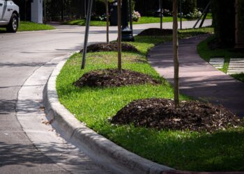 Plantar más árboles reduciría en un tercio muertes en verano en ciudades