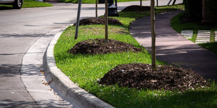 Plantar más árboles reduciría en un tercio muertes en verano en ciudades