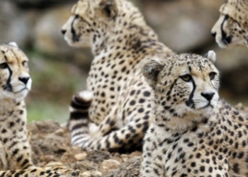 Aterrizan 12 guepardos en India para recuperación de la especie