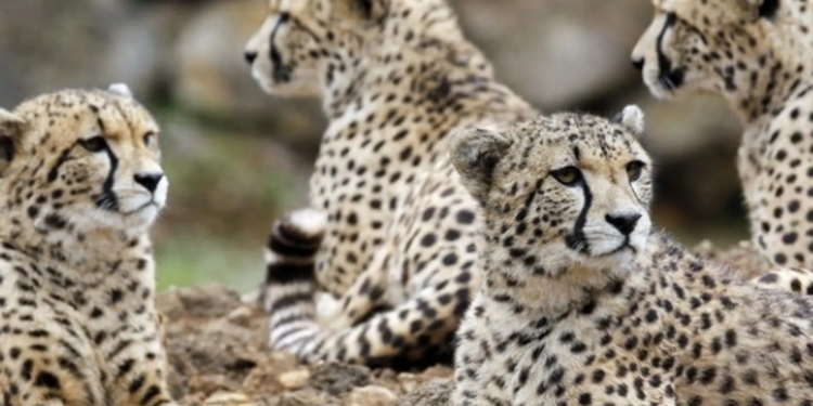 Aterrizan 12 guepardos en India para recuperación de la especie