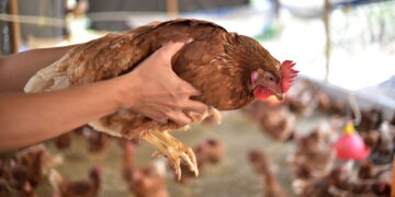 Declaran estado de emergencia zoosanitaria en el país