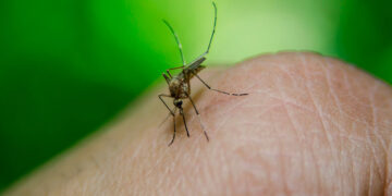 Emiten alerta por temporada de transmisión de dengue