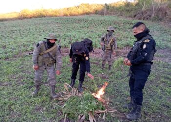 Erradican plantaciones de marihuana valoradas en más de 3 millones de quetzales