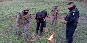 Erradican plantaciones de marihuana valoradas en más de 3 millones de quetzales