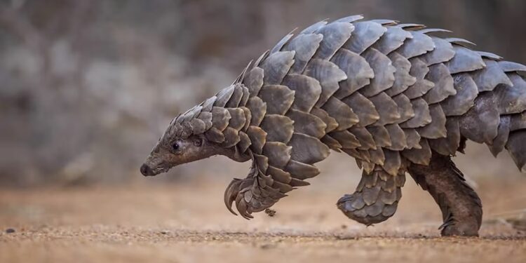 Lanzan programa para salvar al pangolín, el mamífero más traficado del mundo