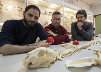 Guepardo americano, un felino extinto fascinante