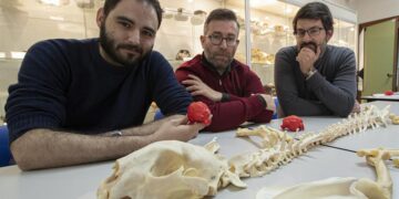 Guepardo americano, un felino extinto fascinante